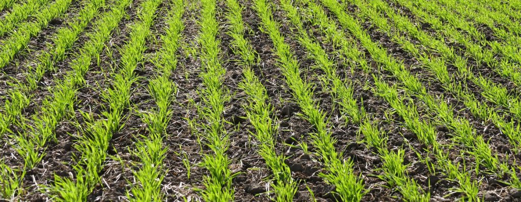 Top 8 Recommendations For Winter Wheat Establishment In 2021