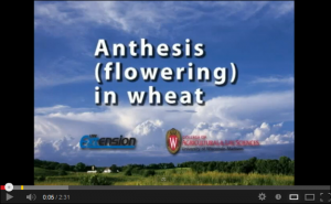 Anthesis (flowering) In Wheat – Integrated Pest And Crop Management 