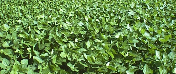 Residual Control Of Waterhemp With PRE-emergence Herbicides In Soybean ...