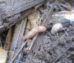 Are You Concerned About Slugs In Corn And Soybean? – Integrated Pest ...