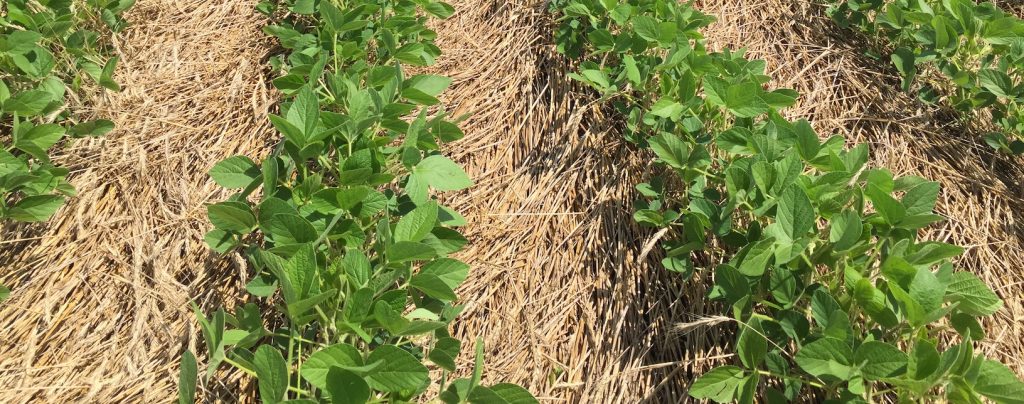 Wisconsin Late-season Soybean Disease Update – Integrated Pest And Crop 