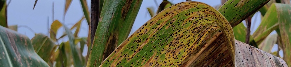 infected corn leaf
