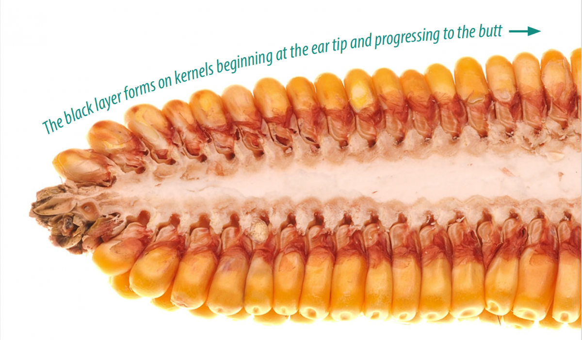 Corn Development Picture