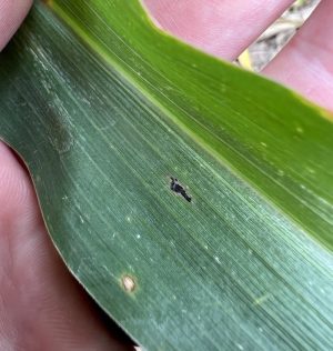 We Found Tar Spot of Corn in 2022, Now What – Integrated Pest and Crop ...